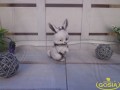 0389a.jpg